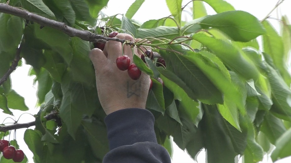 Ceny prvých čerešní sú rôzne. Kým niekde ich kúpime za 8 eur, inde dáme za kilogram aj trojnásobok