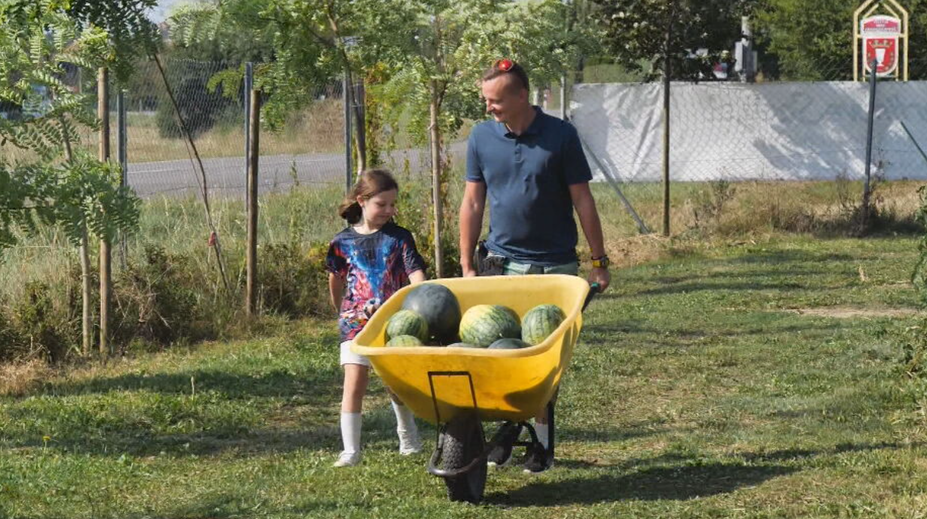 Už aj na severe Slovenska sa darí melónom. Pestovateľ pri Púchove ich zbiera na tony