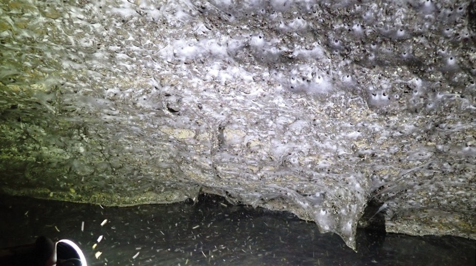 Fascinujúci objav vedcov: Hlboko v tmavej jaskyni našli pavúčie megamesto s najväčšou pavučinou sveta