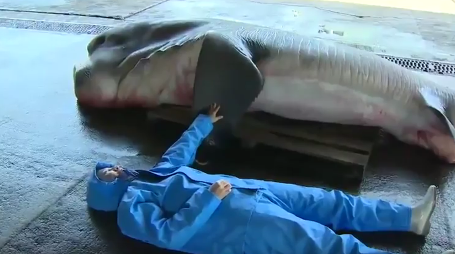 Rybárom padla sánka. Tohto obra chytili do siete