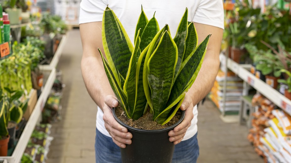 Vlhkosť jesene a plesne. Pestovanie týchto rastlín vám pomôže bojovať proti ich tvorbe v domácnosti