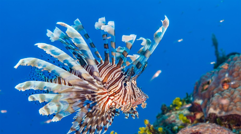 Invázia prudko jedovatých rýb v Stredozemnom mori. Pre človeka predstavujú potenciálne ohrozenie
