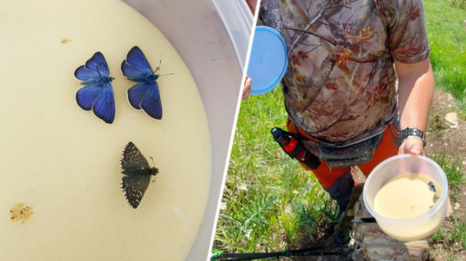 Šokujúce správanie Čecha v TANAP-e. Chytili ho pri love veľmi vzácnych motýľov, nekonal tak prvý raz