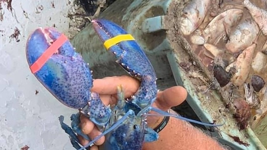 Kapitálny úlovok otca so synom. Šanca na niečo podobné je jedna ku dvom miliónom