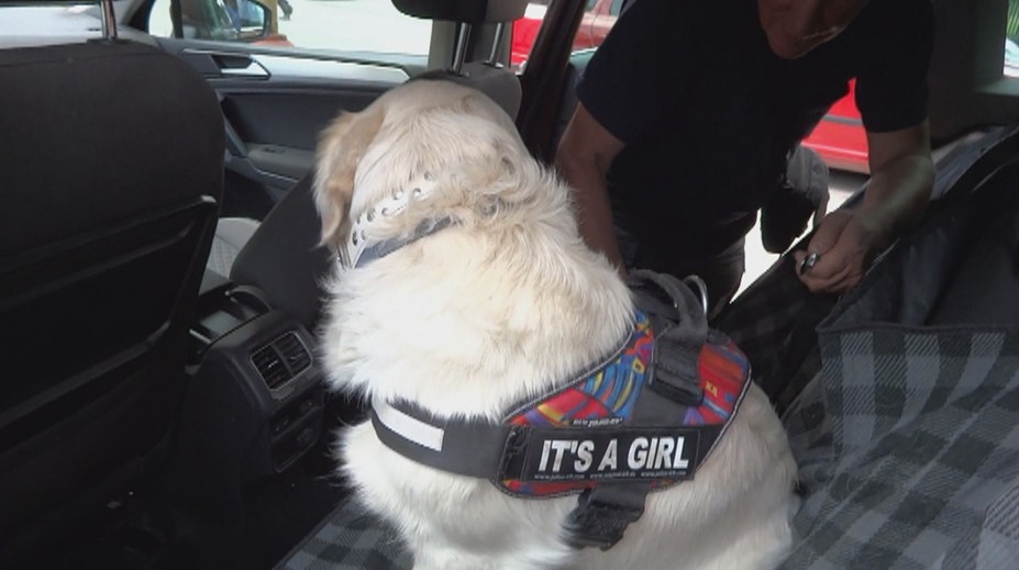 CRASH TEST: Nepripútavate psa počas jazdy? Pozrite sa, čo sa stane pri náraze