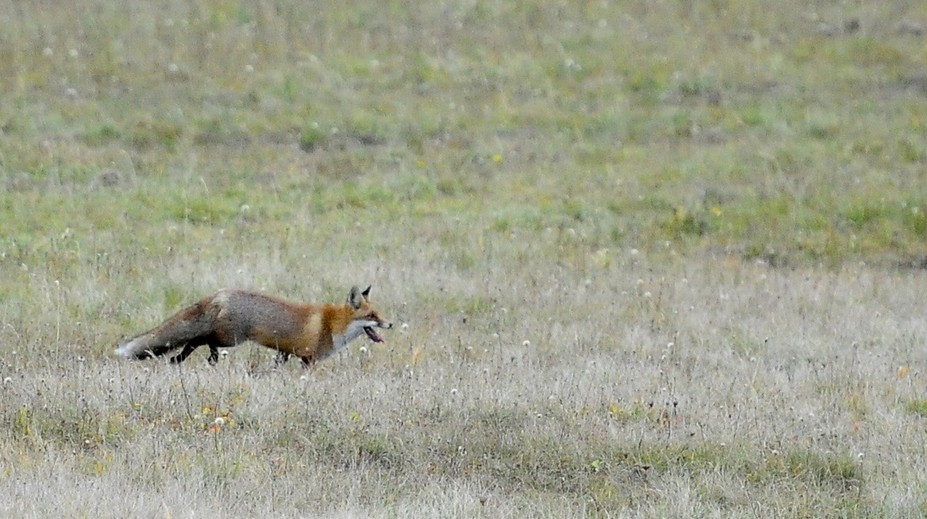 Prípad besnoty na východnom Slovensku. Nebezpečné ochorenie objavili u líšky