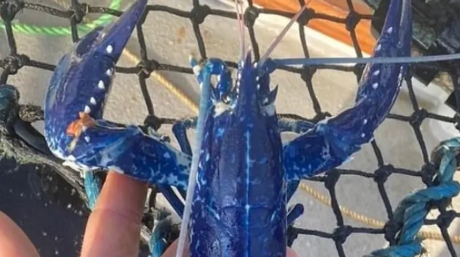 Parádny úlovok rybára začiatočníka. Šanca na chytenie tohto modrého tvora je extrémne malá