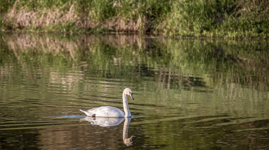 Vtáčia chrípka na Záhorí: Našli uhynutú labuť infikovanú vírusom