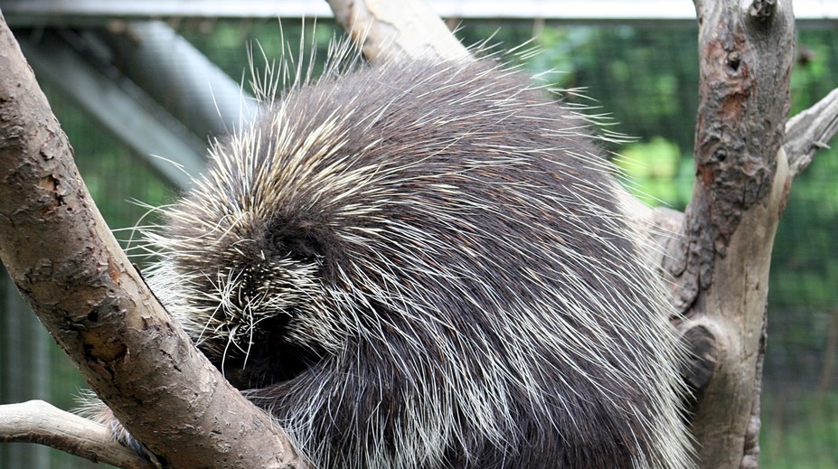 Obyvateľov z okrajovej štvrte Bratislavy vystrašilo čudné zviera, ktoré sa túlalo po ulici