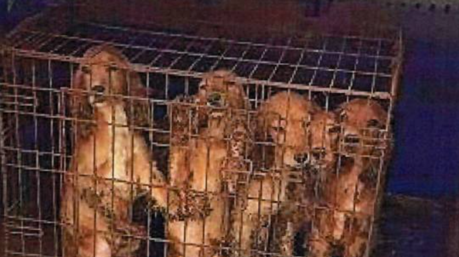 Otrasný prípad z Chynorian. Muž (64) choval psov v klietkach. Hladovali a jedli vlastné výkaly