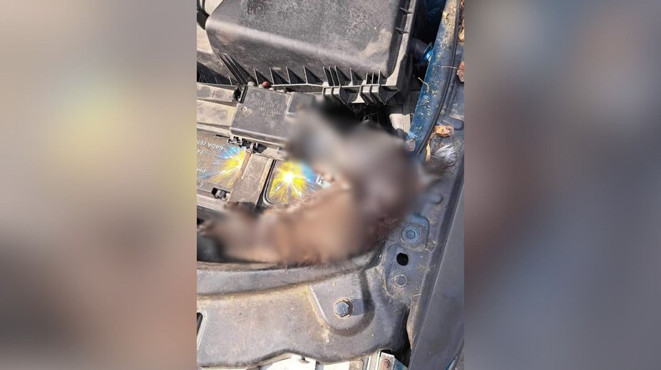 Mačiatko sa v Prievidzi uvarilo pod kapotou. Trvalo šesť hodín, pokiaľ policajti našli majiteľa auta