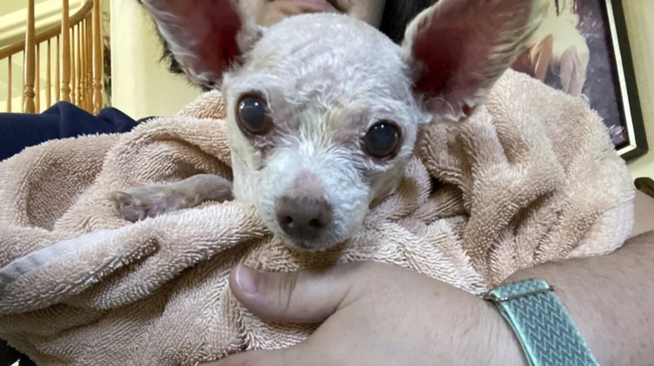 Dojatá Američanka našla strateného psa po takmer dekáde. Je to zázrak, hovorí