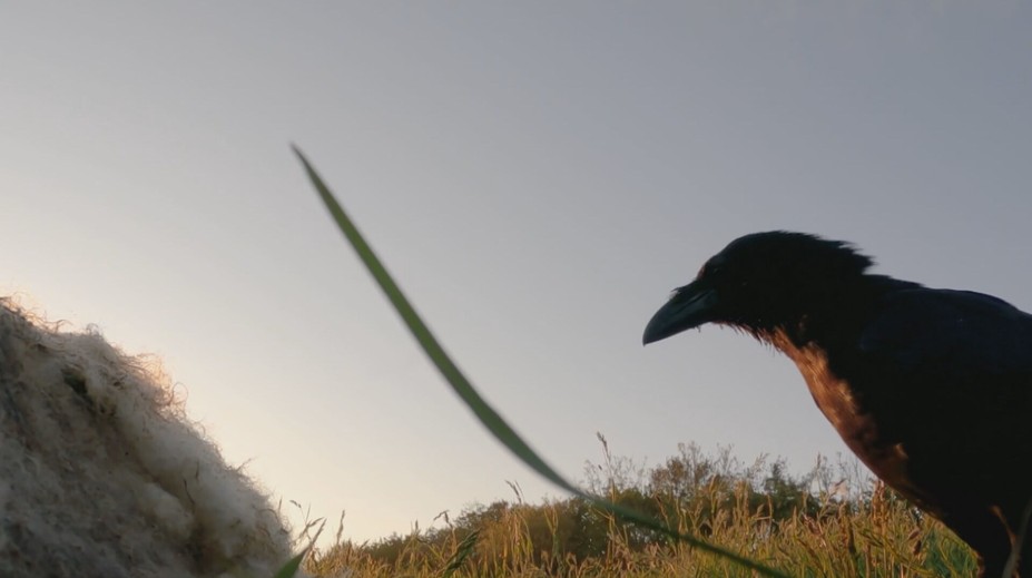 Hrôza na pastvinách: Krkavce zabíjajú čerstvo narodené jahňatá, vyžerú im mozog aj vnútornosti