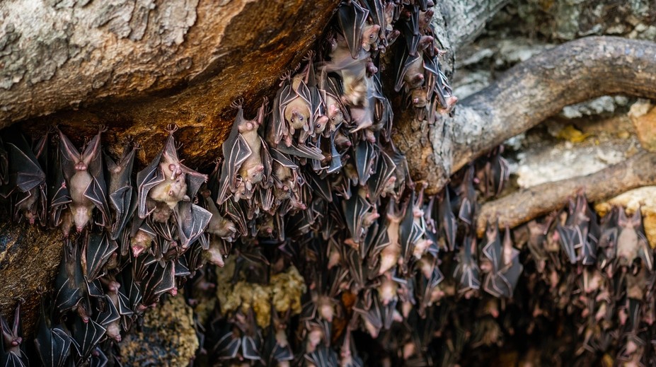 Vedci z Wu-chanu chceli v roku 2018 „vypustiť“ koronavírus medzi netopiere, tvrdia aktivisti