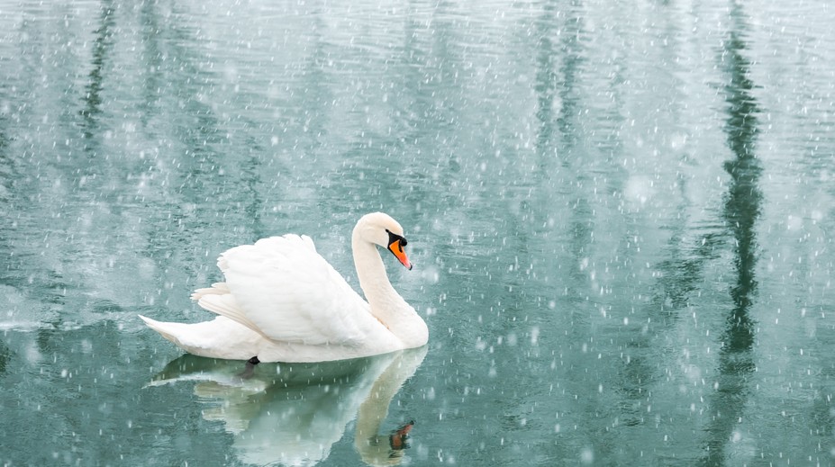 V sobotu sa začne najväčšie sčítavanie vodného vtáctva na Slovensku, pomôcť môže každý