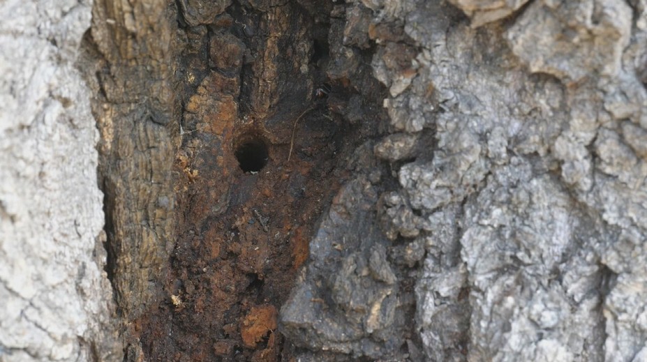 Keď to zbadal, bolo mu do plaču. Chalupárovi ktosi otrávil desiatky rokov zdravé stromy