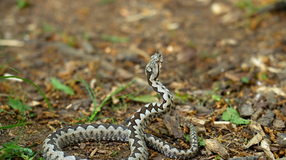 Chlapca (15) uštipla nebezpečná vretenica. Museli ho ratovať leteckí záchranári