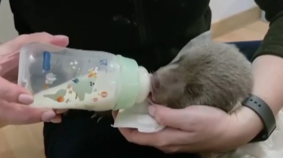 Z bojnickej ZOO prišla prelomová správa. Medvieďa po zastrelenej matke zvládlo dôležitý krok