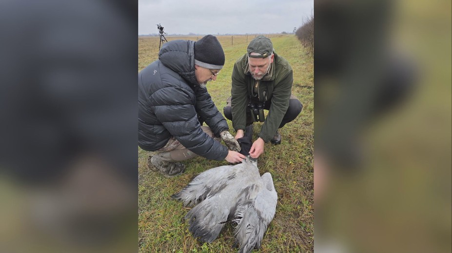 V jednej z naj vzácnejších prírodných lokalít na Slovensku niekto postrieľal chránené žeriavy