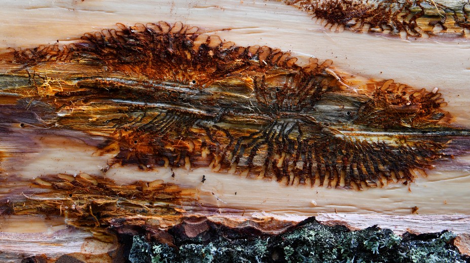 V Brezne hovoria o živelnej pohrome. Vyhlásili mimoriadnu situáciu v súvislosti s lykožrútovou kalamitou