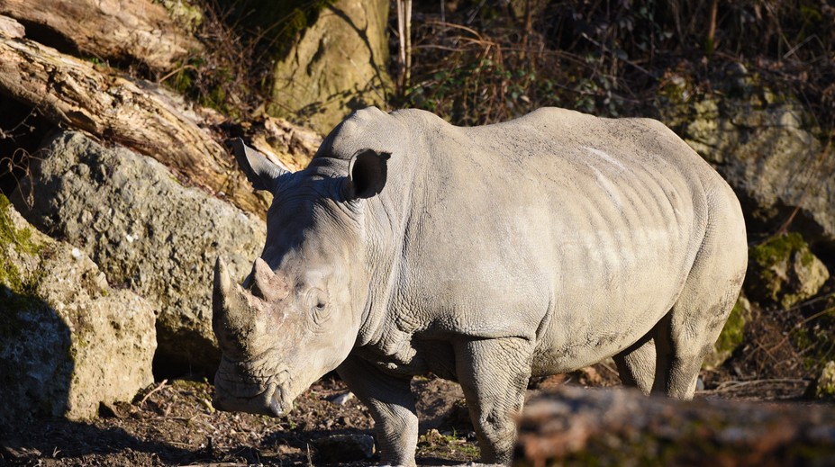Nosorožec v salzburskej zoo zabil mladú ošetrovateľku. Zranený je aj ďalší zamestnanec