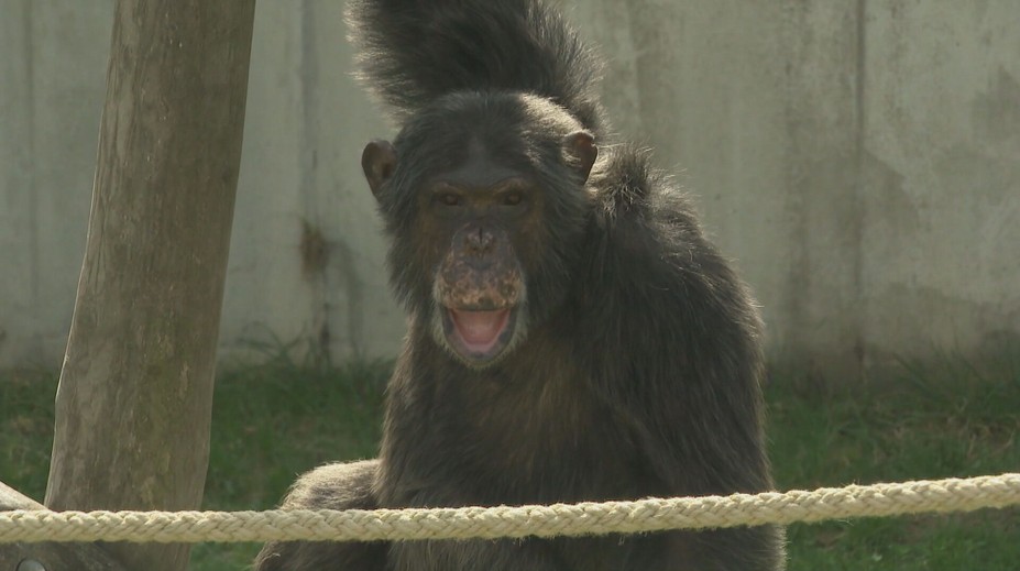 Dožili sa u nás desiatok rokov. Toto sú najstaršie zvieratá v opatere človeka