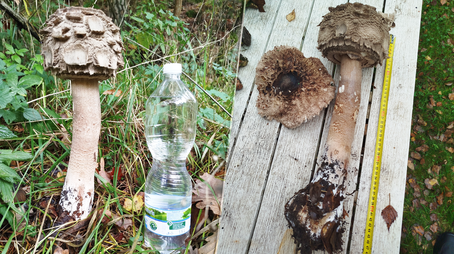 FOTO: „Také monštrum som ešte nevidela.“ Hubárka našla obriu bedľu – mala pol metra