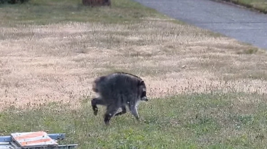 VIDEO: Obyvateľov Seattlu prekvapil bizarný tvor. „Jimothy“ sa stal virálnou senzáciou