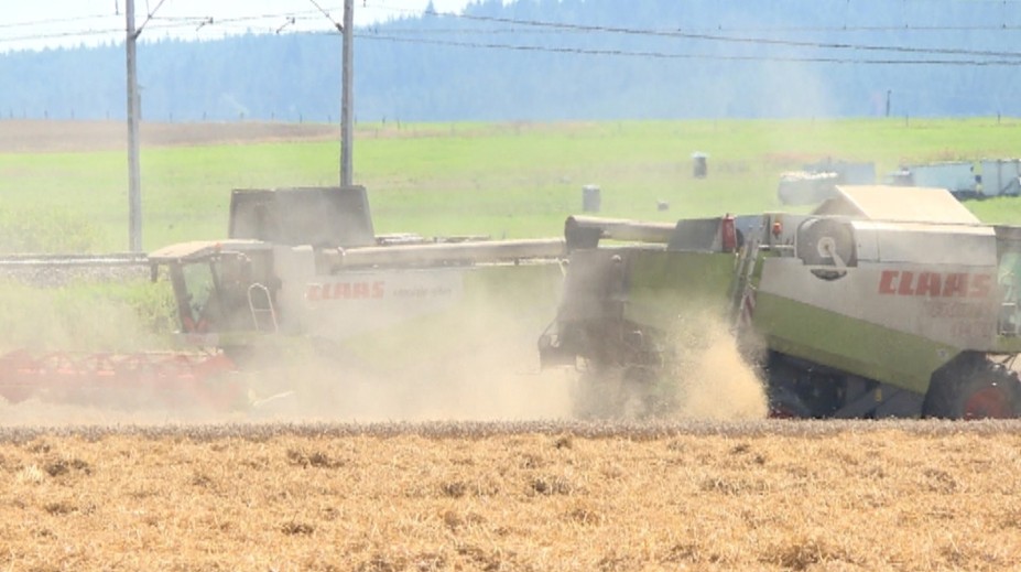 Zlacnie vďaka Rusom aj chlieb na Slovensku? Je to naozaj možné