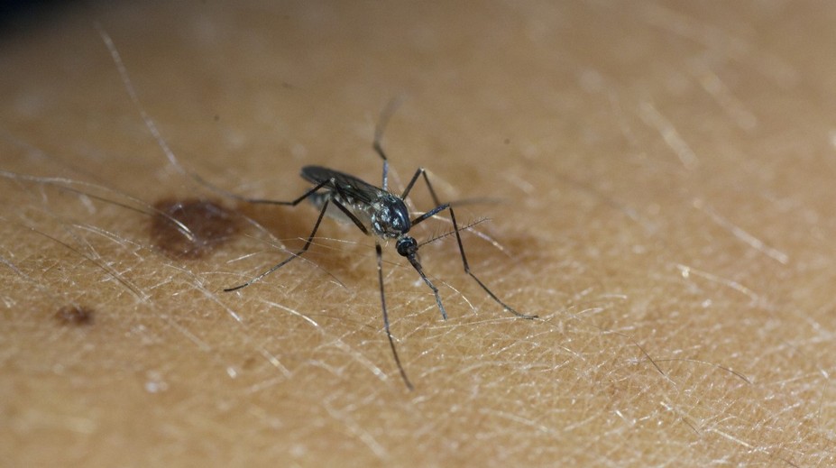 Nová ochrana proti otravným komárom. Liek dokáže ľudskú krv premeniť na „jed“