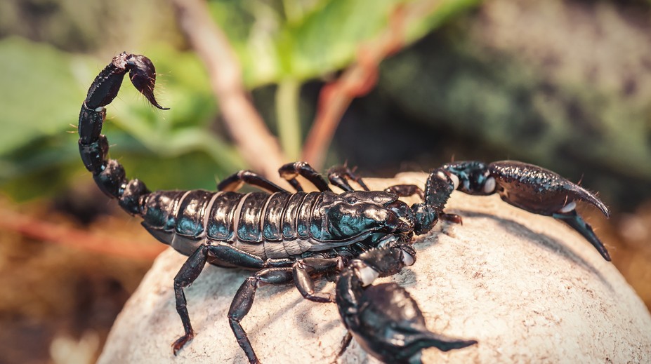 Kuriozita na Liptove: V jednej z bytoviek sa objavil desivý oznam, chovateľovi utiekli škorpióny