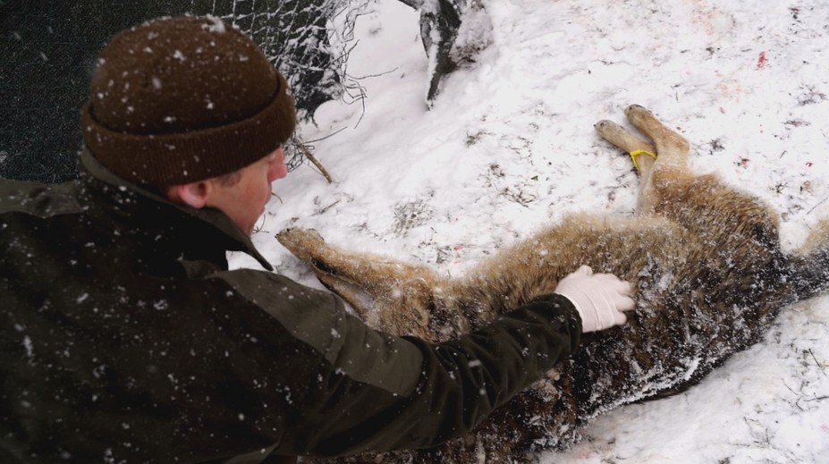 Pod Starým Smokovcom auto zabilo legendárneho vlka