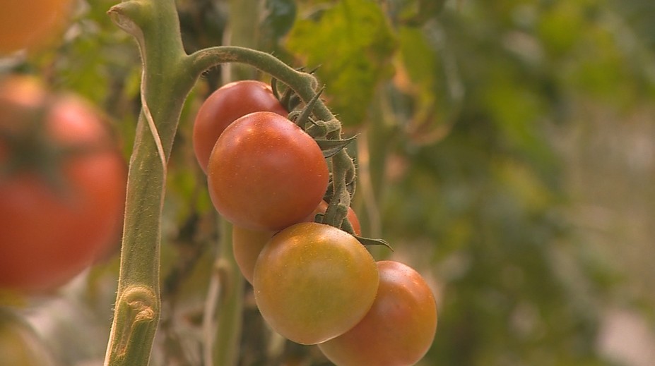 Zákazníci sa určite potešia. Na pulty sa vracajú slovenské cherry paradajky