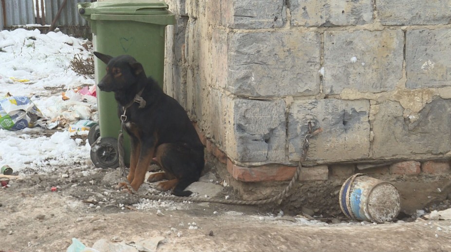 Žiaden pes na reťazi: Veterinári udeľovali pokuty aj odoberali psy
