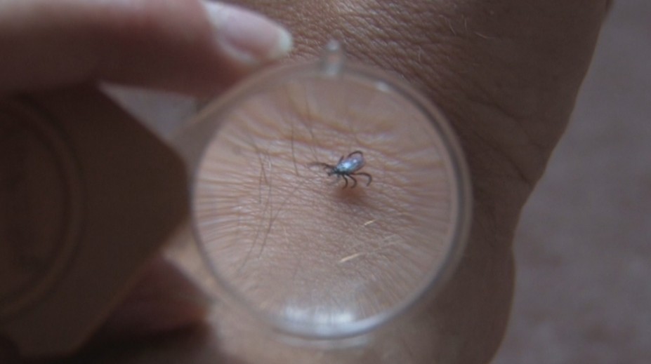 Kliešte útočia čoraz viac. Pomôže trik, ktorý testovala aj americká armáda