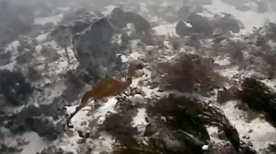 Vedci nafilmovali neznámeho živočícha. Doteraz ho naživo nikto nevidel