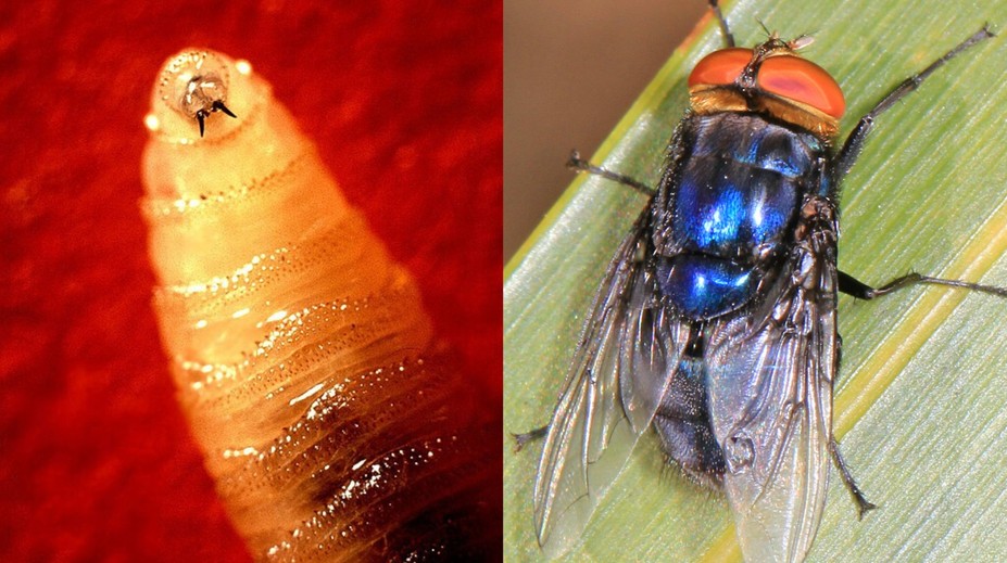 Najskôr ostré zuby, potom sa zavŕta do tela – bolesť je príšerná. Mäsožravá larva prvýkrát infikovala človeka v USA