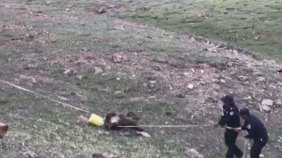 VIDEO: Vyčerpávajúca záchranná akcia. Medveď s barelom na hlave odmietal vyslobodenie