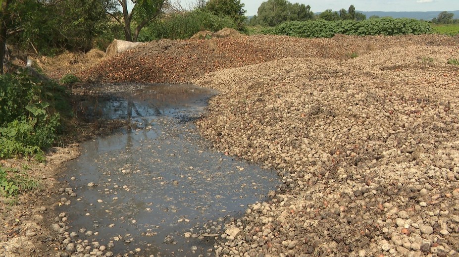Neznesiteľný zápach obťažuje obyvateľov Senca. Pri ich domoch hnije zelenina od hospodára