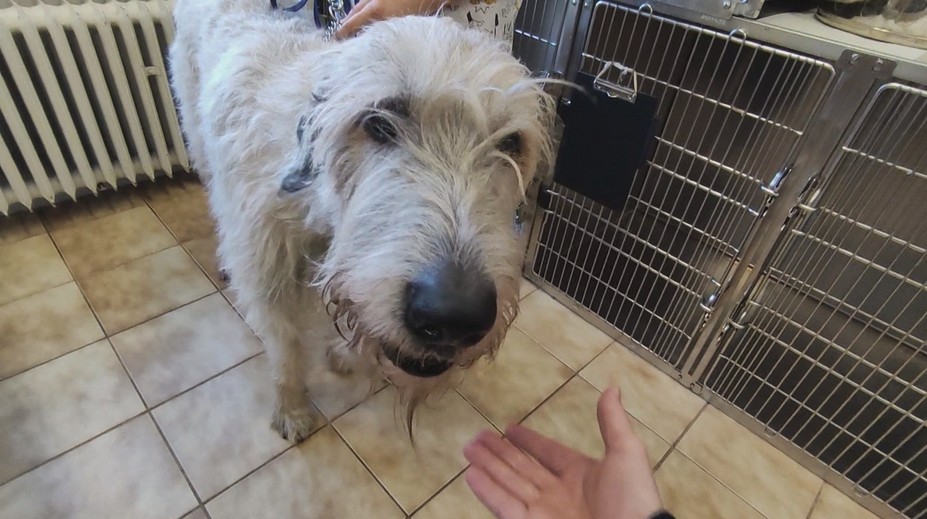 Kotercový kašeľ. Vysoko nákazlivý vírus, ktorý ohrozuje psov v zime