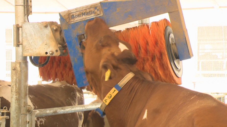 Horúčavy ovplyvňujú aj kvalitu mlieka. Farmári preto hľadajú spôsoby, ako v sparnom počasí kravám uľaviť