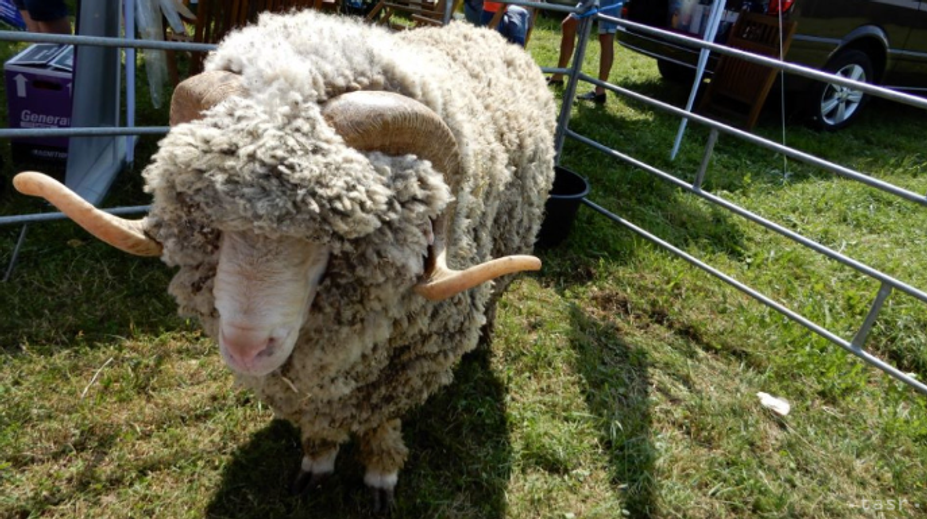 Krutosť neznámeho páchateľa na východe. Zabil a ťažko zranil plemenné barany