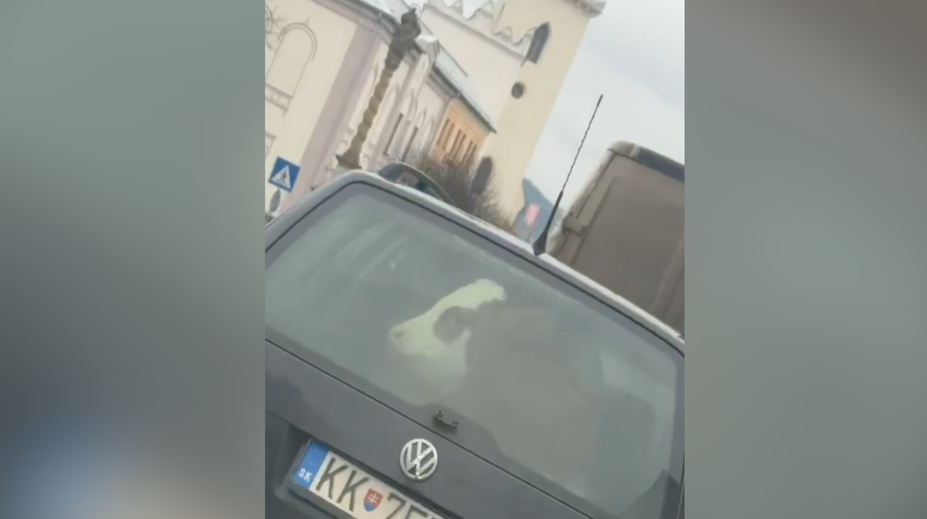 Neuveríte vlastným očiam. Vodič na Spiši prevážal v kufri auta kuriózny náklad