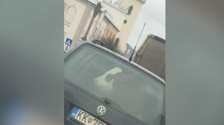 Neuveríte vlastným očiam. Vodič na Spiši prevážal v kufri auta kuriózny náklad