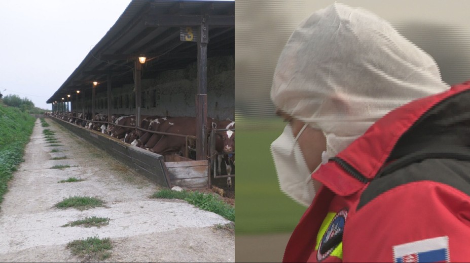 Operácia, akú sme tu nemali 50 rokov. Štát ukázal, čo sa bude diať po odhalení slintačky a krívačky