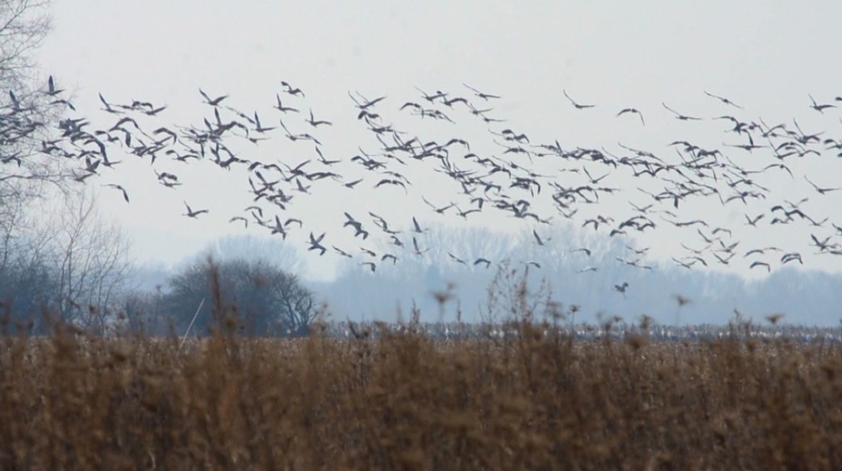 Na východe Slovenska sa už objavili vtáky, ktoré sú predzvesťou oteplenia