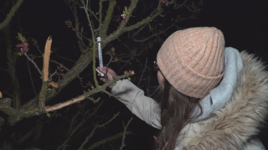 Ovocinári celé noci nespali, chceli si zachrániť úrodu. Už je jasné, aké škody mrazy napáchali