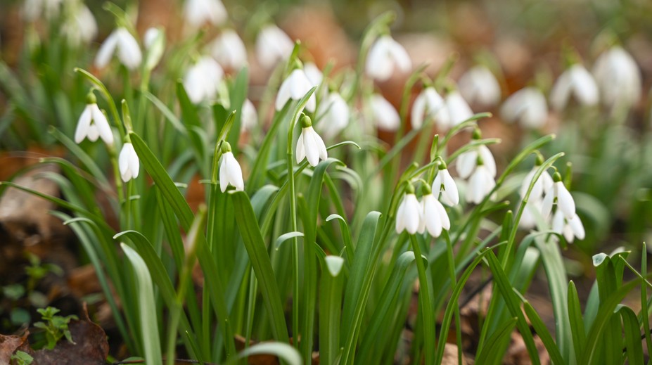 Pozor pri prechádzke v prírode. Za natrhanie týchto jarných kvetov hrozí mastná pokuta