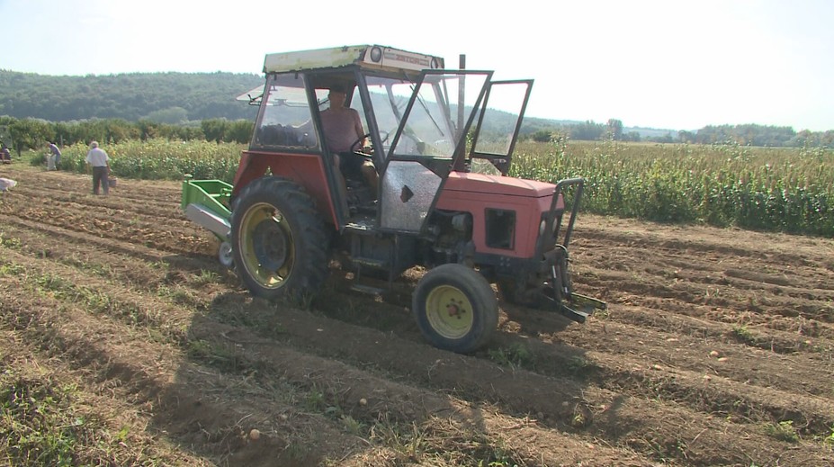 Na východe Slovenska otvorili samozber zemiakov. Ľudia ich tam kúpia za polovičnú cenu
