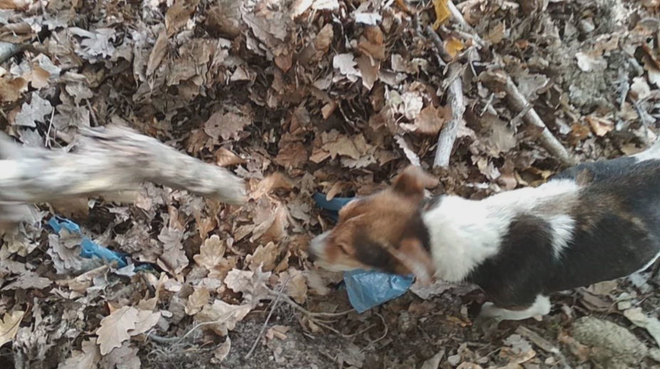 Otrasný nález v lese: Jeden pes vo vreci a ďalší vedľa neho